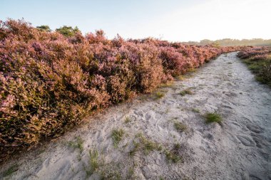 Calluna çiçek açtı