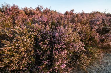 Calluna çiçek açtı
