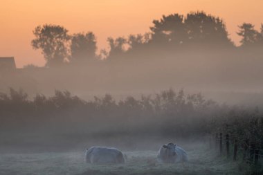 güzel bir sisli sabah yatan inekler