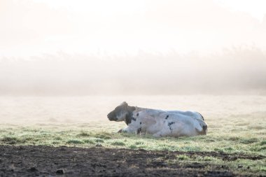 güzel bir sisli sabah yatan inekler