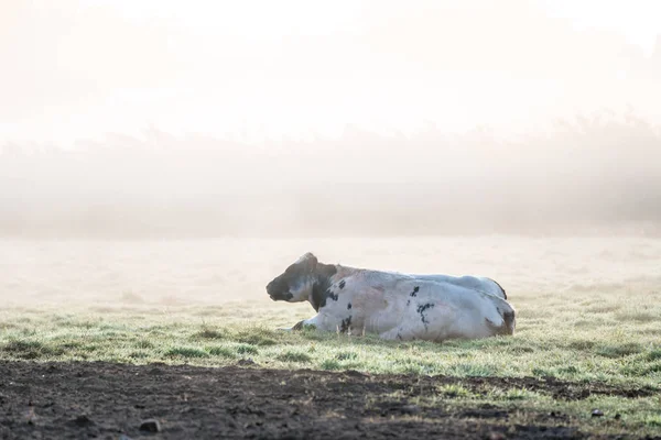 Liggande kor på en vacker Dimmig morgon — Stockfoto