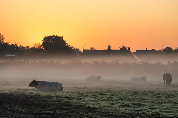 Vacas deitadas em uma bela manhã nebulosa — Fotografia de Stock