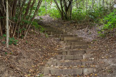 bir orman içinde merdiven