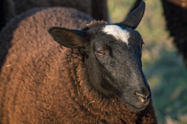 çayırda kahverengi koyun