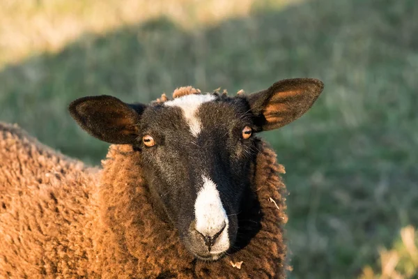 Καφέ πρόβατο στο λιβάδι — Φωτογραφία Αρχείου