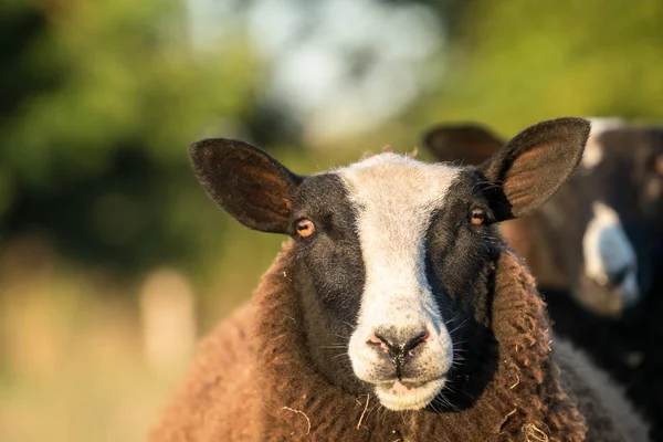 Brown sheep in the meadow — Stock Photo, Image