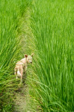 Pirinç tarlasında sokak köpeği