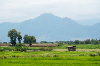 Tarladaki ahşap ev.