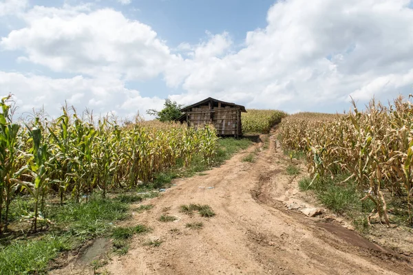 Thai houten huis op het veld — Stockfoto