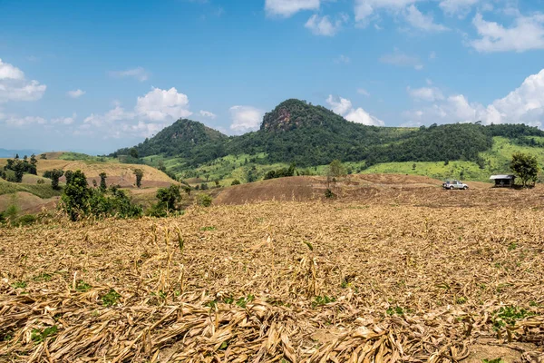 Кукурудзяні поля в Таїланді — стокове фото