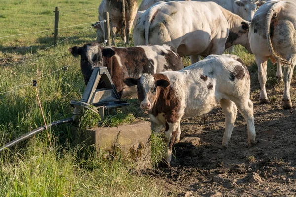 Día Soleado Hay Vacas Prado — Foto de Stock