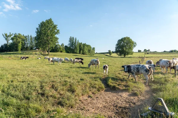 晴れた日には牧草地に牛がいます — ストック写真