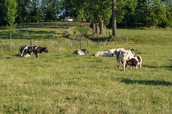 阳光明媚的日子里 草地上有奶牛 — 图库照片