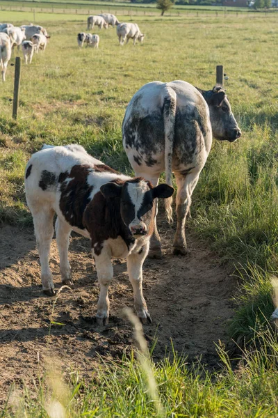 Einem Sonnigen Tag Stehen Kühe Auf Der Weide — Stockfoto