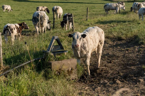 Cette Belle Vache Tient Fontaine Dans Cette Prairie — Photo