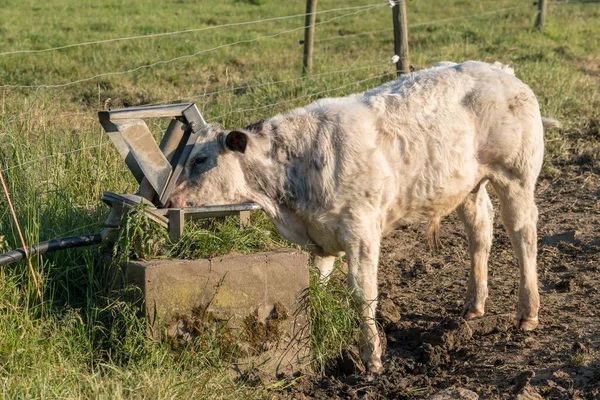 This beautiful cow is standing at the drinking fountain in this meadow