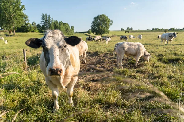 Einem Sonnigen Tag Stehen Kühe Auf Der Weide — Stockfoto