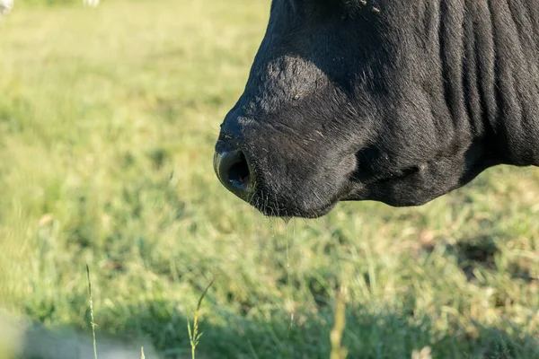 一只反光的黑牛的特写站在草地上 在阳光的照射下侧面 嘴巴微微张开 唾液从口中流出 — 图库照片
