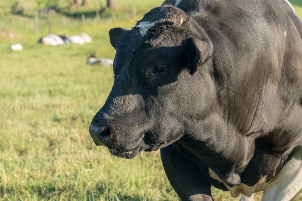 阳光明媚的日子里 草地上有奶牛 — 图库照片
