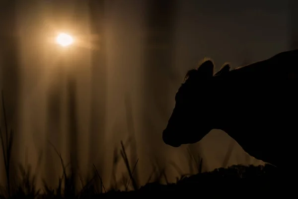 Early Morning Cow Backlight — Stock Photo, Image