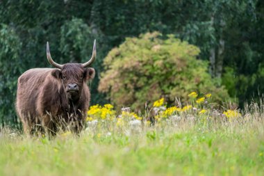 Vahşi doğada açık çim tarlasında dörtnala giden bir yol var.