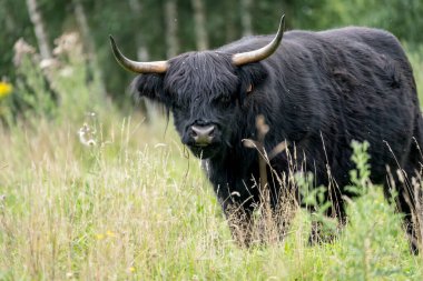 Vahşi doğada açık çim tarlasında dörtnala giden bir yol var.