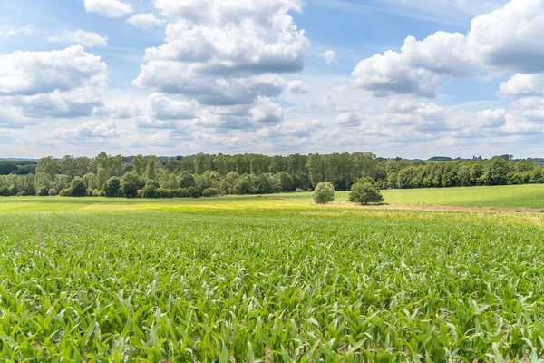 on a beautiful day with a beautiful view of the corn field with clouds