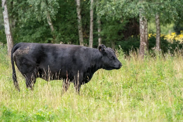 Det Finns Galloway Det Öppna Gräsfältet Den Vilda Naturen — Stockfoto