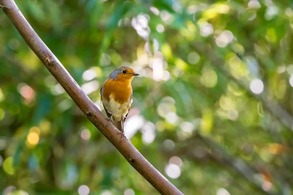 Robin Europeo Está Buscando Peligroso Árbol —  Fotos de Stock