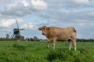 Bulutlu bir günde Kinderdijk 'in yel değirmenlerinin önünde kahverengi ineklerle bir çayır.