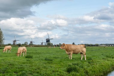 Bulutlu bir günde Kinderdijk 'in yel değirmenlerinin önünde kahverengi ineklerle bir çayır.