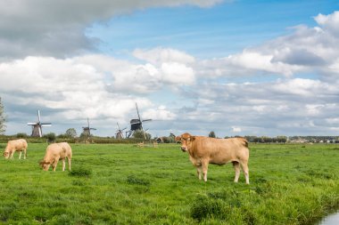 Bulutlu bir günde Kinderdijk 'in yel değirmenlerinin önünde kahverengi ineklerle bir çayır.
