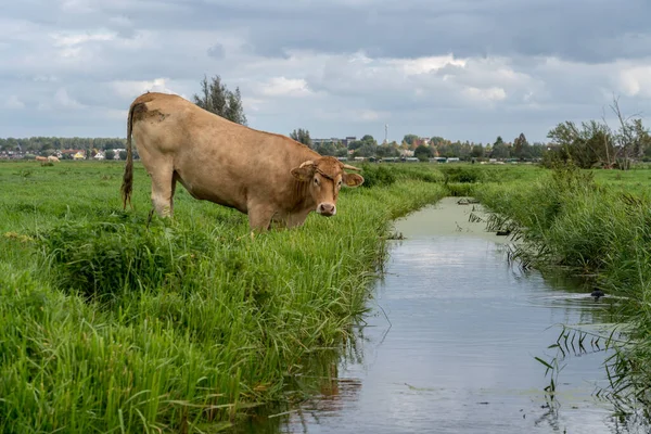 Prado Grama Com Vacas Marrons Dia Nublado — Fotografia de Stock