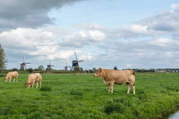 多云的一天 在金德迪克的风车前 一片草地上有一头棕色的奶牛 — 图库照片