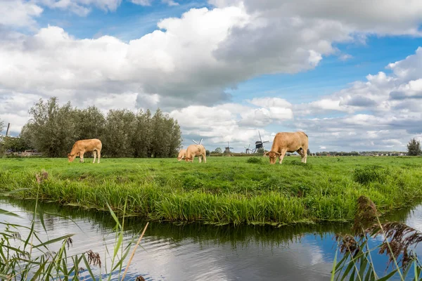 Travnatá Louka Hnědými Krávami Před Větrnými Mlýny Kinderdijk Zamračený Den — Stock fotografie