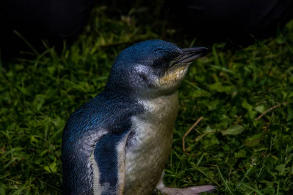 Seitenansicht Des Schönen Wilden Kleinen Pinguins Mit Grau Blauem Gefieder — Stockfoto