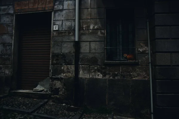 Gato Rojo Sentado Ventana Del Edificio Viejo Calle Oscura Biella — Foto de Stock