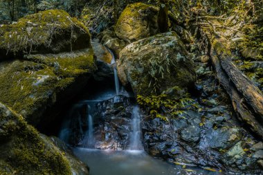 Islak kayaların ve taşların su akışları Gold Coast su birikintisi içine akan Moss'la içinde görünüm