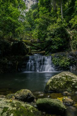 Gold Coast, Avustralya'da yeşil orman içinde muhteşem şelale her iki tarafında büyüyen yeşil ağaçlar