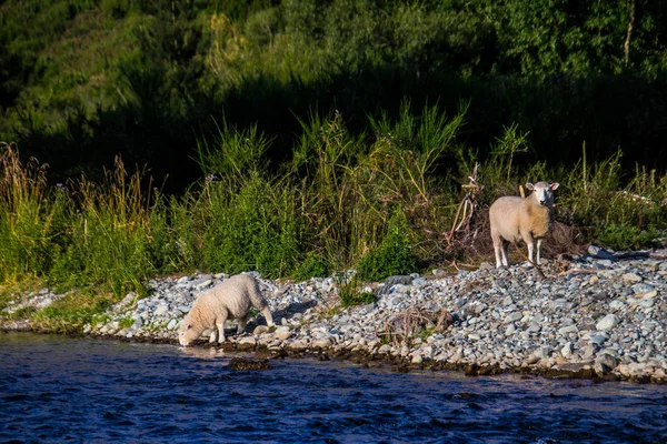 Weergave Van Enkele Wilde Schapen Rotsachtige Kust Van Blauw Reservoir — Stockfoto