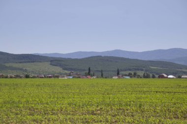 güneşli havalarda alınan dağlarının bir zemin üzerine yeşil alan