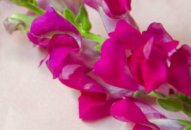 pembe çiçek yakın çekim yaprak üzerinde çiğ damlaları ile bir pembe, Bordo arka plan