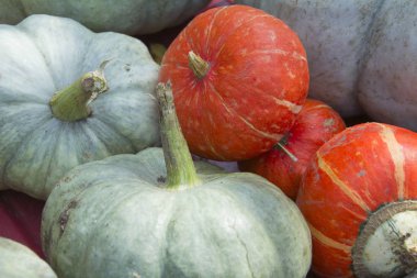 Büyük ve küçük kabak, yeşil ve turuncu, güneşli bir atış yakın çekim