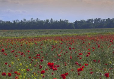 çiçek açan haşhaş ile berrak havalarda yaz alanı