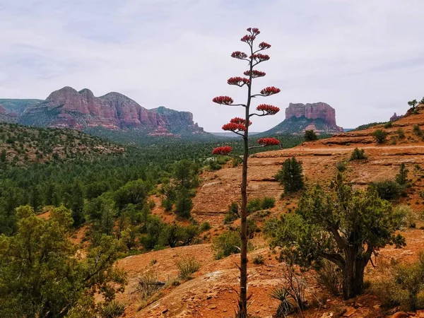 Güzel bir Sedona Arizona Abd'de Yürüyüş