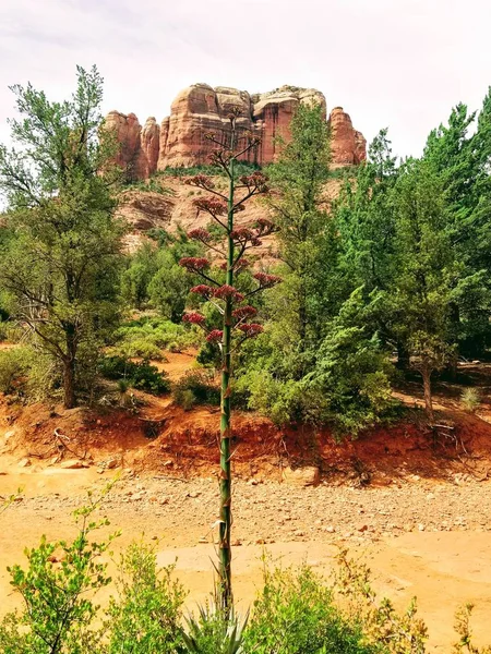 Güzel bir Sedona Arizona Abd'de Yürüyüş