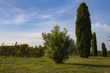 Üzüm bağı ve zeytin ağacı manzarası. Chianti şarap bölgesindeki Toskana üzüm bağlarının yuvarlanan tepeleri. İtalya 'nın güzel doğal manzarası. Hasat mevsimi