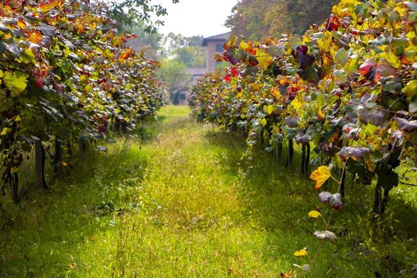 Wijngaard Olijfbos Landschap Rollende Heuvels Van Toscaanse Wijngaarden Chianti Wijnstreek — Stockfoto