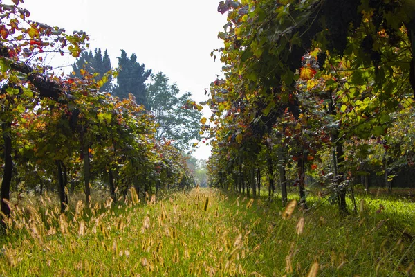 Vineyard Olive Wood Landscape Rolling Hills Tuscan Vineyards Chianti Wine — Stock Photo, Image
