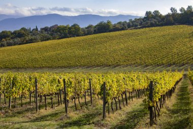 Üzüm bağı ve zeytin ağacı manzarası. Chianti şarap bölgesindeki Toskana üzüm bağlarının yuvarlanan tepeleri. İtalya 'nın güzel doğal manzarası. Hasat mevsimi